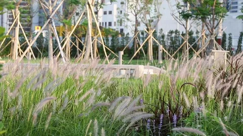 Alopecurus, or foxtail grass, widespread genus of plants in grass family, acr Stock Footage 152833193