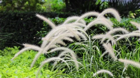 Alopecurus, or foxtail grass, widespread genus of plants in grass family, acr Stock Footage 153405812