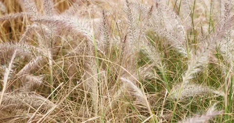 Alopecurus, or foxtail grass, widespread genus of plants in grass family, a.. Stock Footage 237380791