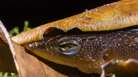 Alopoglossus angulatus, a tiny lizard blinks eye Stock Footage 161696046
