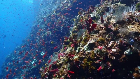 Alor fishy slope 4K 库存影片 331276703