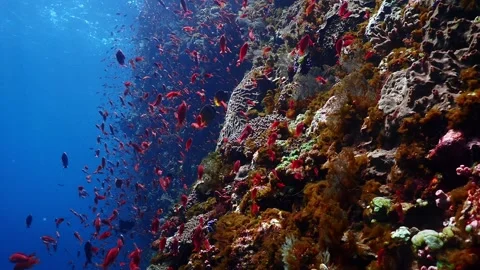 Alor fishy wall 4K Stock Footage 331276814