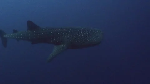 Alor whale shark 4K Stock Footage 331276816