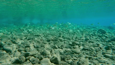 Alots of fish swims over rocks seabed in shallow water on sunny day merging with Stock Footage 332239140