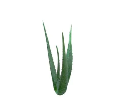 Alovera on white background Stock Photos