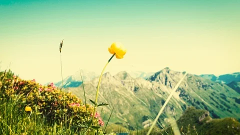 Alp flowers mountain background Stock Footage 113399107