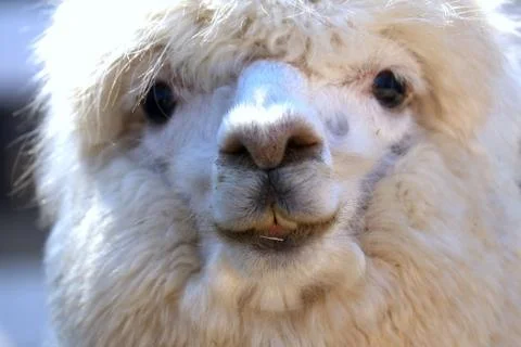 Alpaca 1 Stock Photos