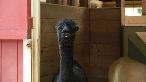 Alpaca 2  Stock Footage 125855998