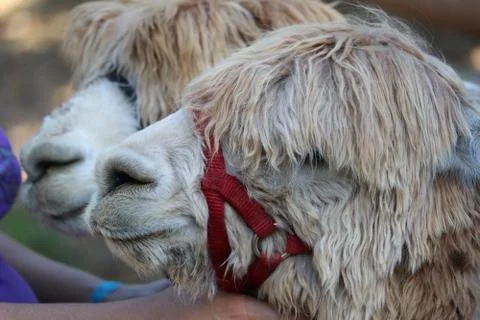 Alpaca 2 Stock Photos