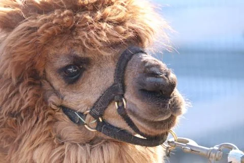 Alpaca 3 Stock Photos