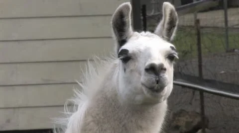 Alpaca 4 Stock Footage 8996896