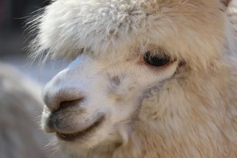 Alpaca 4 Stock Photos