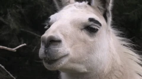 Alpaca 8 Stock-Footage 8998053