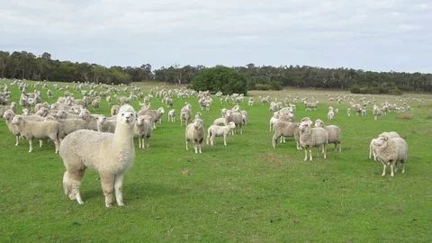 An alpaca and a band of sheep in a green field Stock Footage