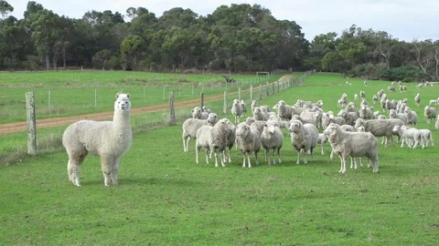 An alpaca and a band of sheep in a green field Stock Footage