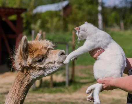 Alpaca and cat Stock Photos