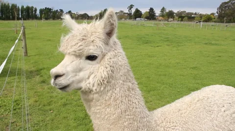 Alpaca and donkeys  Stock Footage 879972