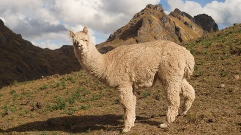 Alpaca in the Andes Stock Footage