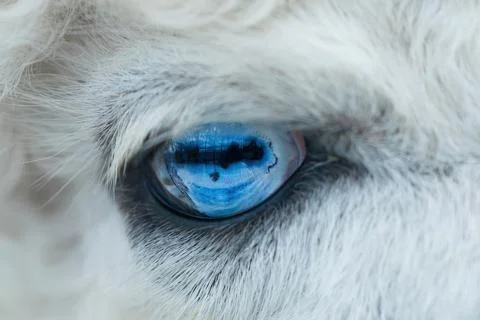 Alpaca Animal blue eye Stock Photos
