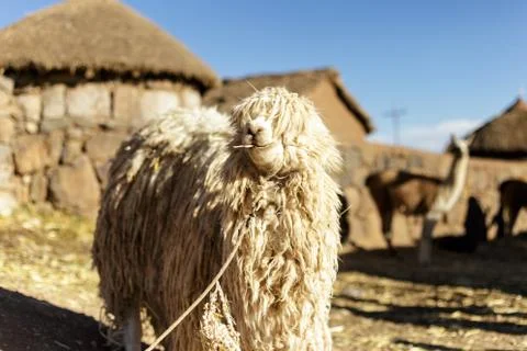 Alpaca animal, Peruvian Wool,wildlife, Peru Stock Photos
