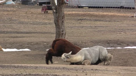 Alpaca Animals Pair Fighting Head and Ne... | Stock Video | Pond5