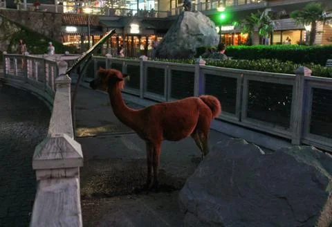 Alpaca in the aviary. Stock Photos