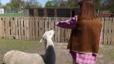 Alpaca avoids human interaction Stock Footage 333510827