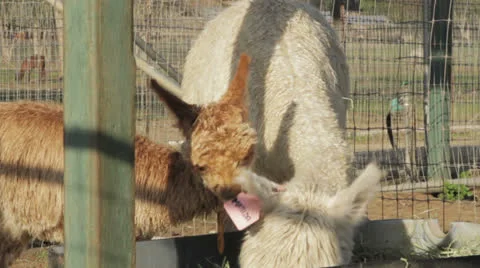 Alpaca  Baby 動画素材 22873243