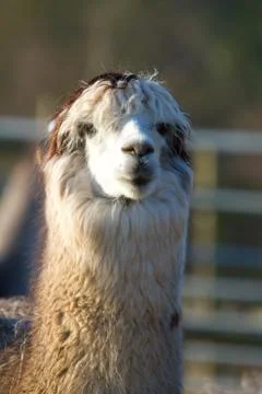 Alpaca camelid portrait Stock Photos