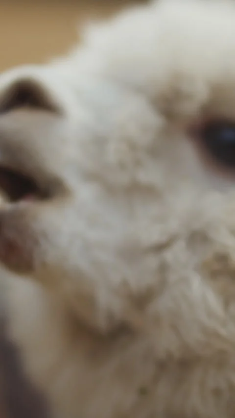 Alpaca chewing on camera, vertical close-up video Stock Footage 252064844