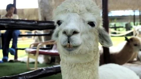 Alpaca is chewing in the farm Video stock 40621847