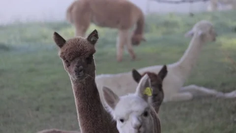 Alpaca chewing grass and looking in the camera Stock Footage 166304838