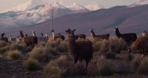 Alpaca Chewing in a Herd in Sajama Stock Footage 270944913