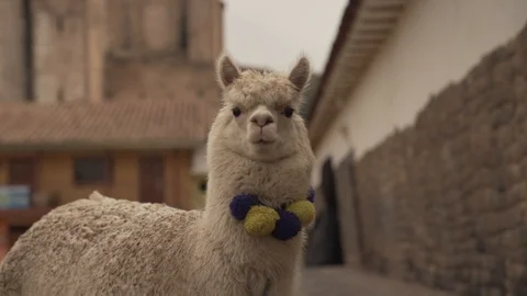 Alpaca close up Vídeo Stock 115727197