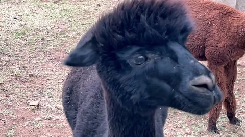 Alpaca Close-Up Video stock 163077369