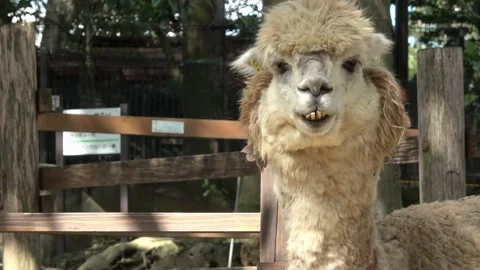 Funny Alpaca Stock Footage ~ Royalty Free Stock Videos | Pond5