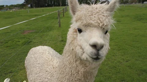 Alpaca close up head view Stock Footage 881963
