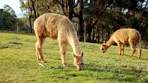 Alpaca Eating and Looking Up Stock Footage 123623407