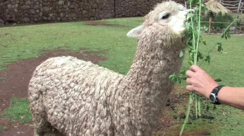 Alpaca eating Stock-Footage 294000