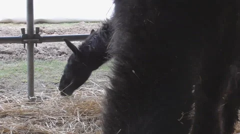 Alpaca eating Video stock 56195147