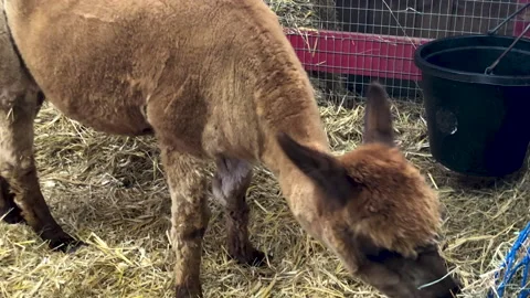 Alpaca eating Stock-Footage 210539950
