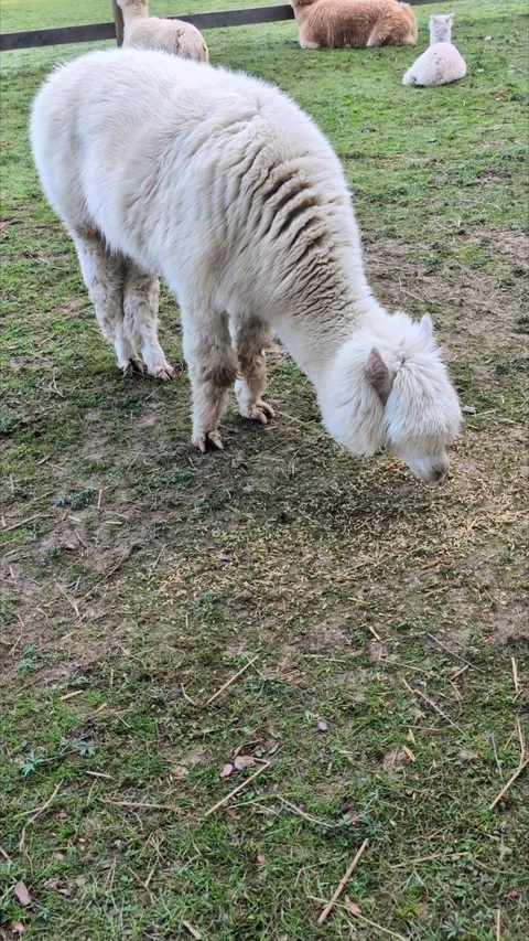 Alpaca-eating-grain (2) Stock Footage 335871359