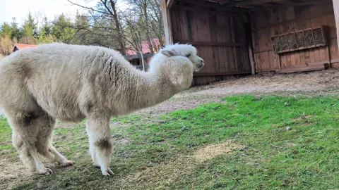 Alpaca-eating-grain Stock Footage 335871789