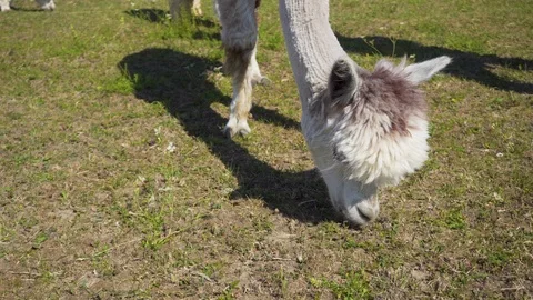 Alpaca is eating grass. Close up. Video stock 91586364