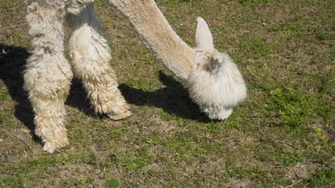 Alpaca is eating grass. Close up. Video stock 91586501