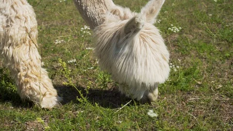 Alpaca is eating grass. Close up. Video stock 91586612