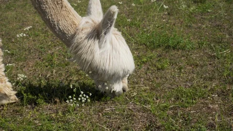 Alpaca is eating grass. Close up. Video stock 91586625