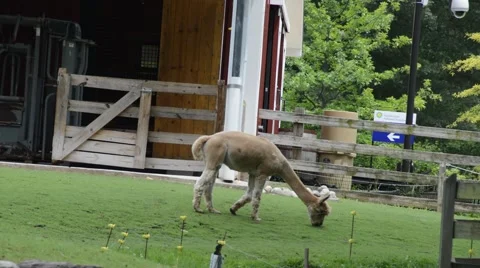 Alpaca eating grass 動画素材 54034233