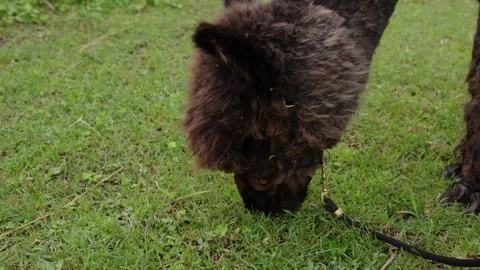 Alpaca eating grass Video stock 245437188