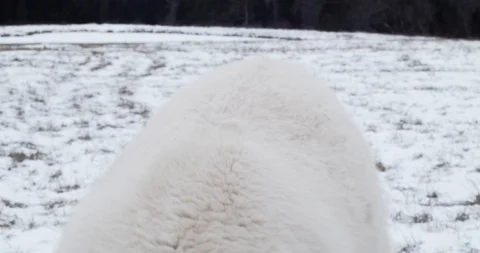 Alpaca Eating Grass In Forest Stock Footage 125893863